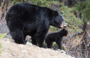 Black bear in the wild