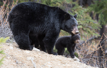 Black bear in the wild