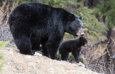 Black bear in the wild