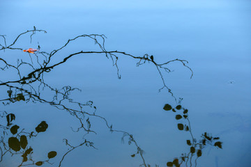 autumn leaves reflecting in water