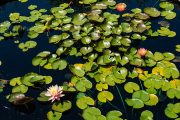 Water lily with many green leaves