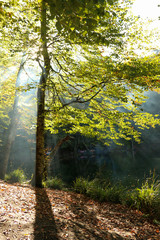 autumn leaves reflecting in water