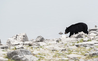 Fototapeta premium Black bear in the wild