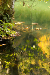 autumn leaves reflecting in water
