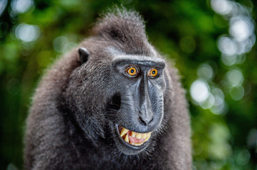 Celebes crested macaque with open mouth. Close up portrait on the green natural background. Crested black macaque, Sulawesi crested macaque, or black ape. Natural habitat. Sulawesi Island. Indonesia