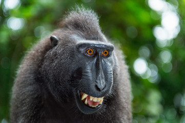 Celebes crested macaque with open mouth. Close up portrait on the green natural background. Crested black macaque, Sulawesi crested macaque, or black ape. Natural habitat. Sulawesi Island. Indonesia
