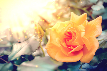 Fototapeta na wymiar Beautiful yellow rose flower in spring garden. Space for text