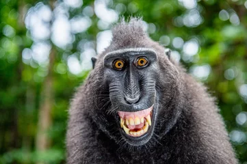  Celebes kuifmakaak met open mond. Close-up portret op de groene natuurlijke achtergrond. Kuifzwarte makaak, Sulawesi kuifmakaak of zwarte aap. Natuurlijke leefomgeving. Sulawesi eiland. Indonesië © Uryadnikov Sergey