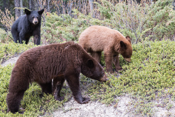 Black bear in the wild