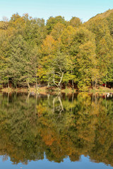 autumn leaves reflecting in water