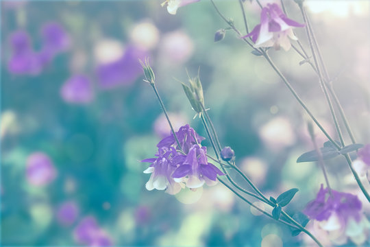 Beautiful bright aquilegia in green garden, closeup. Spring flowers