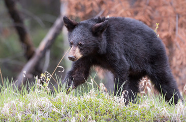 Black bear in the wild