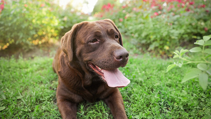 Cute Chocolate Labrador Retriever dog on green grass in park
