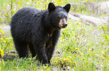 Black bear in the wild