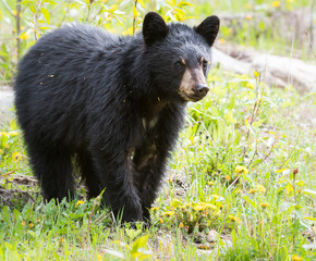 Obraz premium Black bear in the wild