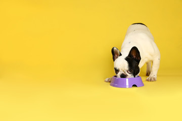 French bulldog eating food from bowl on yellow background. Space for text