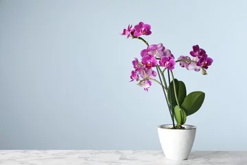  Beautiful tropical orchid flower in pot on marble table against light blue background. Space for text © New Africa