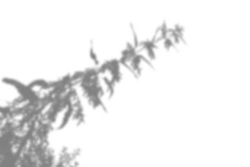 The shadow of the plant on the white wall. Black and white summer background for photo overlay or mockup