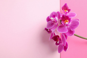 Fototapeta na wymiar Orchid branch with beautiful flowers on pink background, top view. Space for text