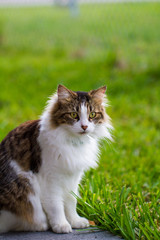 Naklejka na ściany i meble Portrait of Adorable Maine Coon Cat in the Garden. Cute domestic cat, frontal view. 