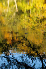 autumn leaves reflecting in water