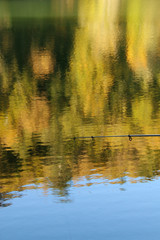 autumn leaves reflecting in water