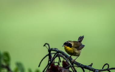 Male Common Yellowthroat (Geothlypis trichas) Warbler perched on tree after the rain with green wetlands background 