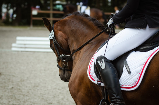 Detail Pferdek&ouml;rper auf einem Turnier