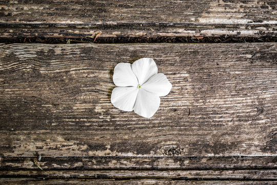 White flower on wooden background