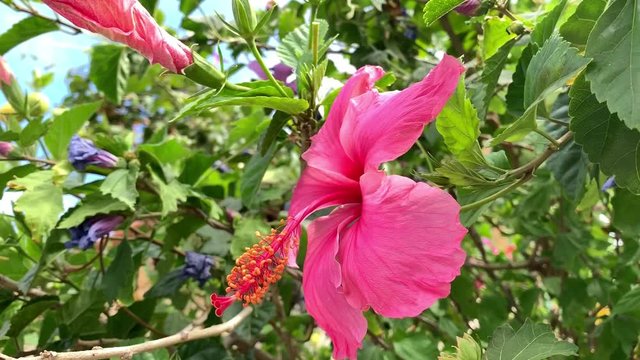 Close up of big flower of Hibiscus plant. Hibiscus rosa with green leaves on a wind. Beautiful Chinese rose, shoe flower, rose mallow or Chaba flower at summer time on blue sky background.