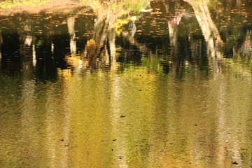 autumn leaves reflecting in water