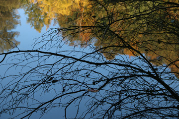 autumn leaves reflecting in water