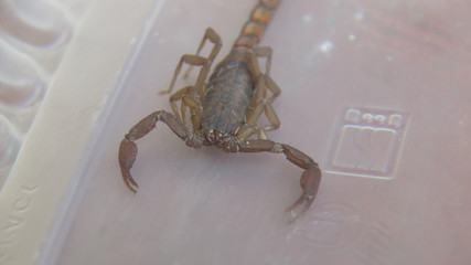 alacran 06