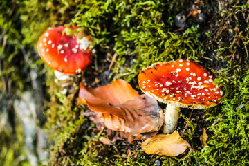 autumn leaves reflecting in water