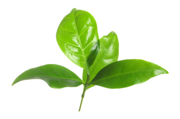 Fresh green coffee leaves isolated on white