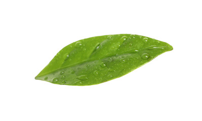 Fototapeta na wymiar Fresh green coffee leaf with water drops isolated on white