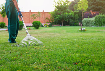 Woman raking green lawn at backyard. Home gardening