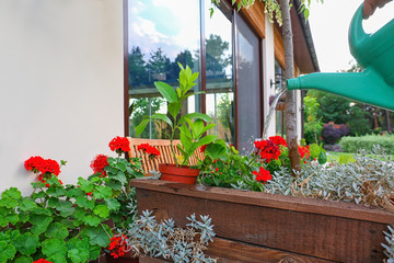 Woman watering blooming geranium flowers outdoors, closeup. Home gardening