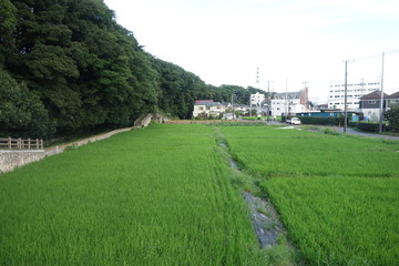 8月の日本の水田