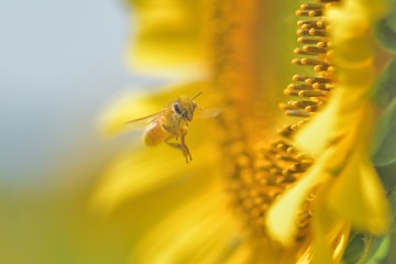 蜜蜂とヒマワリ