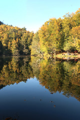 autumn leaves reflecting in water