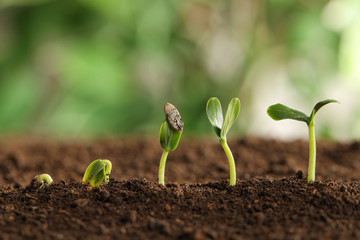 Little green seedlings growing in soil against blurred background