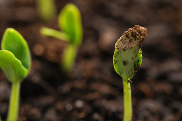 Little green seedlings growing in fertile soil, closeup. Space for text
