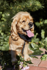 golden american cocker spaniel with a happy expression