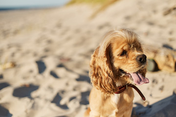 golden american cocker spaniel with a happy expression sits on the beach