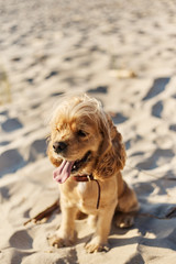 golden american cocker spaniel with a happy expression sits on the beach