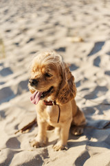 golden american cocker spaniel with a happy expression sits on the beach