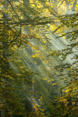 autumn leaves reflecting in water