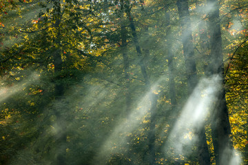 autumn leaves reflecting in water