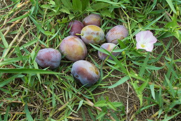 ripe and rottened plums on the garden lawn under plum trees